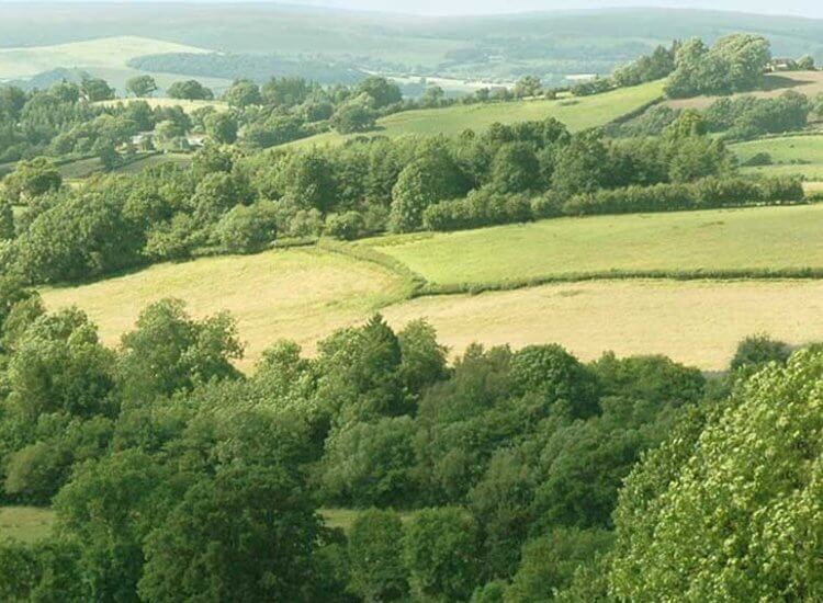 The Area